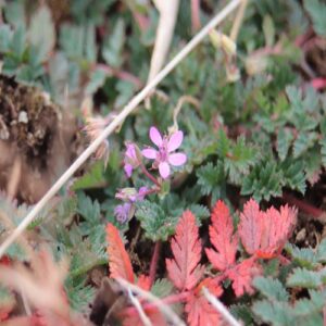 オランダフウロの花