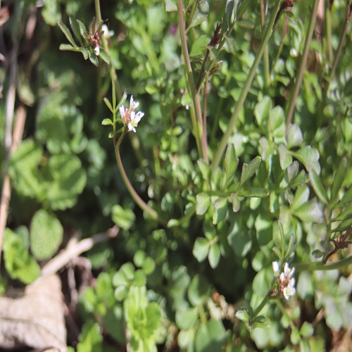 ミチタネツケバナの花