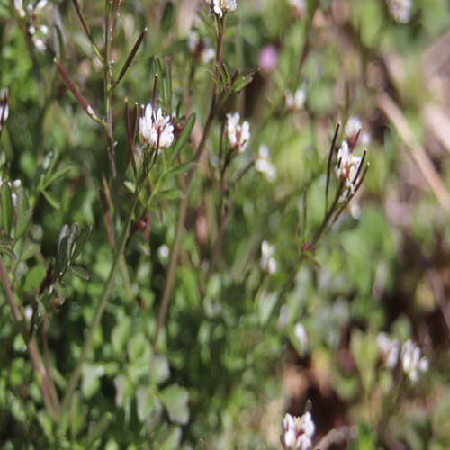 ミチタネツケバナの花