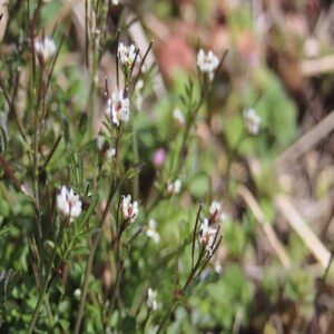 ミチタネツケバナの花