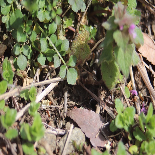 ミチタネツケバナの葉