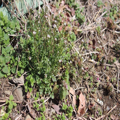 ミチタネツケバナの全体像