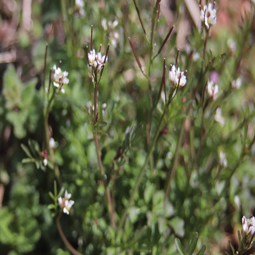ミチタネツケバナの花