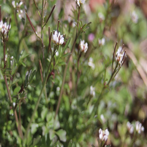 ミチタネツケバナの花