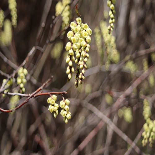 キブシの花