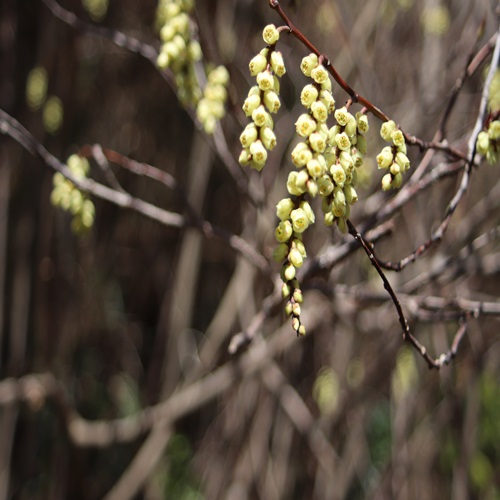 キブシの花