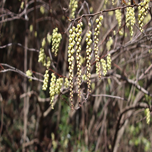 キブシの花
