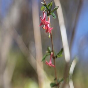 ウグイスカグラの花