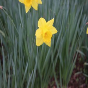 ラッパスイセンの花