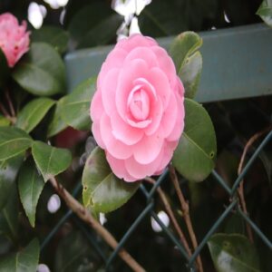 オトメツバキの花