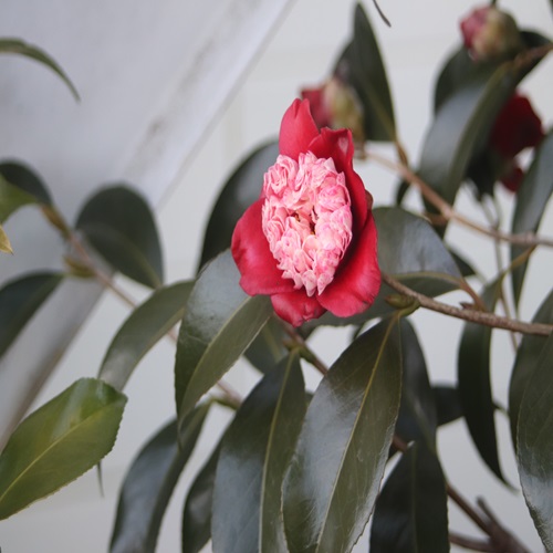 ボクハンツバキの花