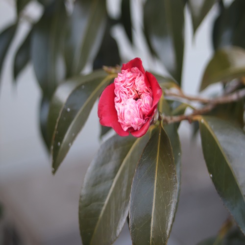 ボクハンツバキの花