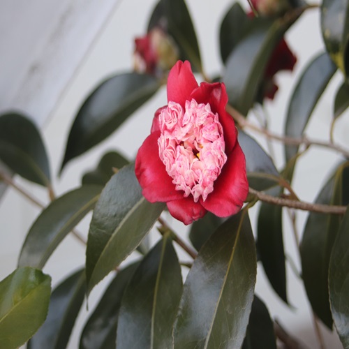 ボクハンツバキの花
