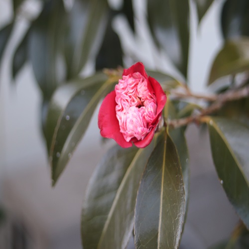 ボクハンツバキの花