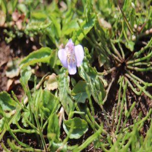 ムラサキサギゴケの花