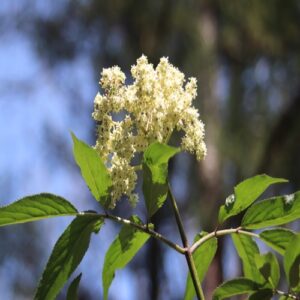 ニワトコの花