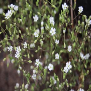 ノミノフスマの花
