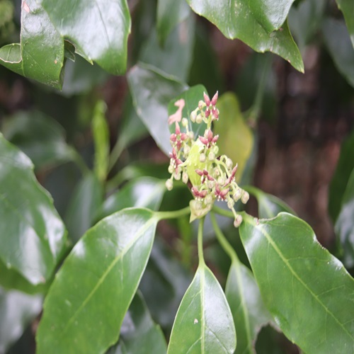 アオキの花