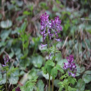 ムラサキケマンの花