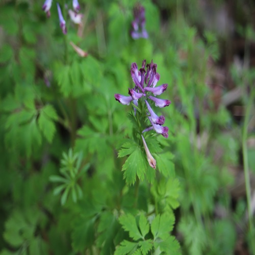 ムラサキケマンの花