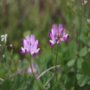 レンゲソウの花