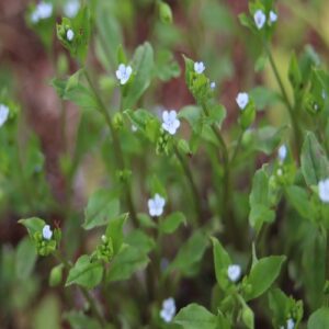 ハナイバナの花