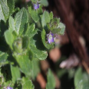 フラサバソウの花