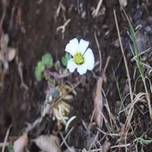 ヒダカソウの花