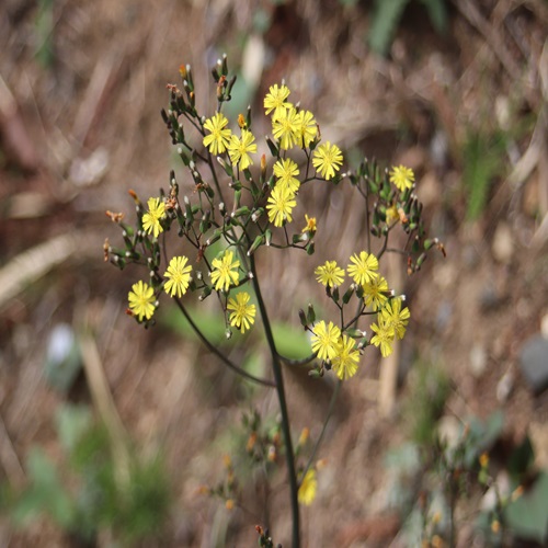 オニタビラコの花