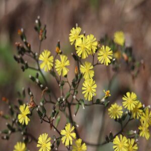 オニタビラコの花