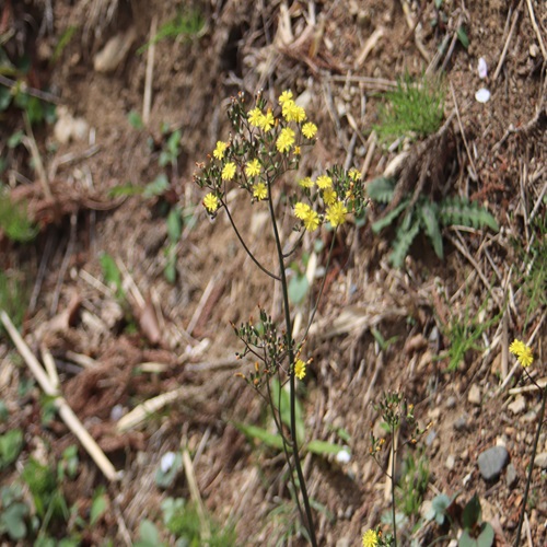オニタビラコの全体像