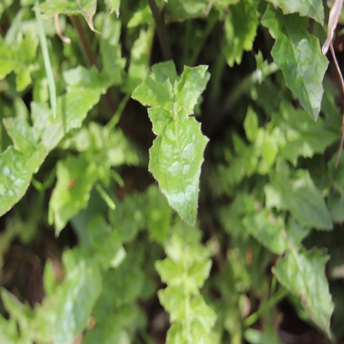 オニタビラコの葉