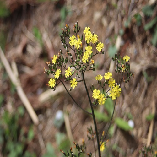 オニタビラコの花