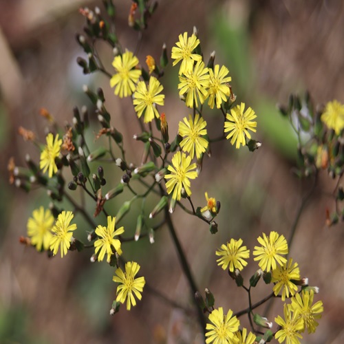 オニタビラコの花