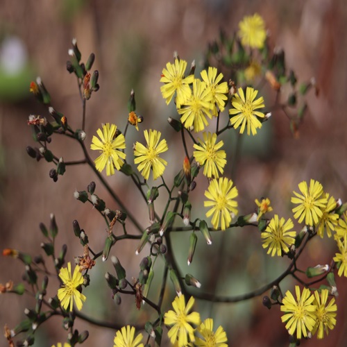 オニタビラコの花