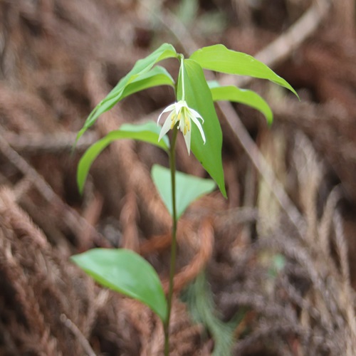 チゴユリの花