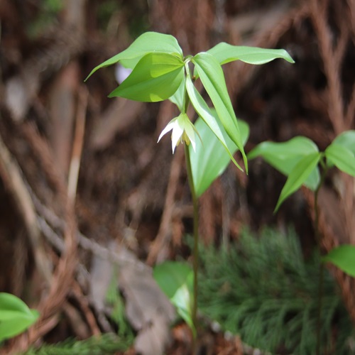 チゴユリの花