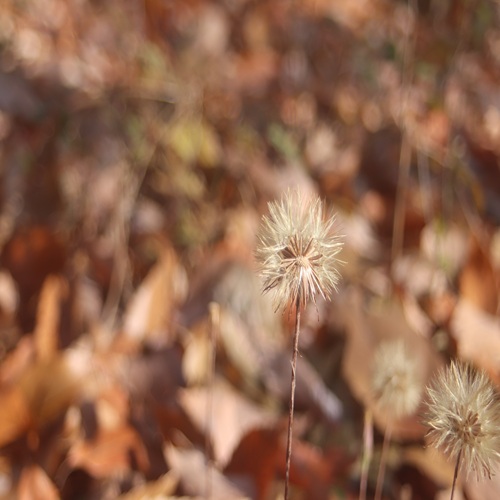 センボンヤリの綿毛
