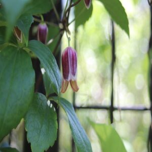 ハンショウヅルの花