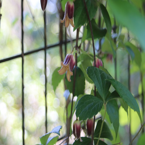 ハンショウヅルの花