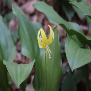 キバナカタクリの花