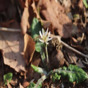 センボンヤリの花