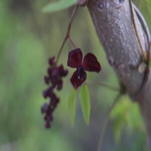 ミツバアケビの花
