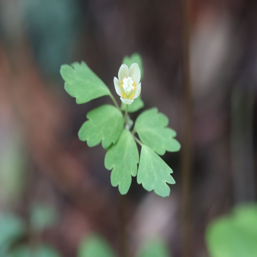トウゴクサバノオの花