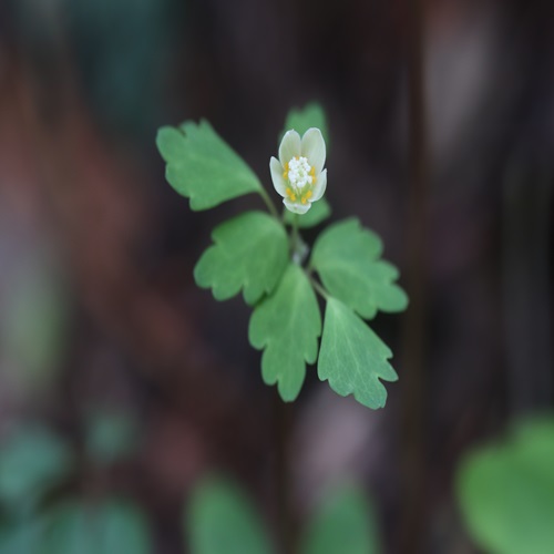 トウゴクサバノオの花