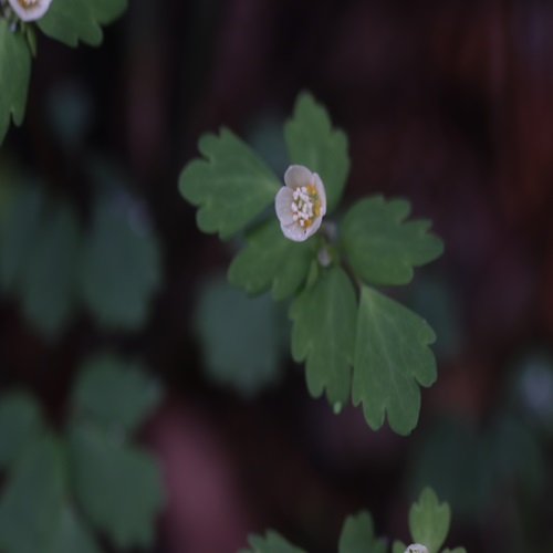 トウゴクサバノオの花