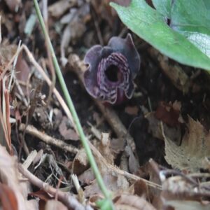タマノカンアオイの花