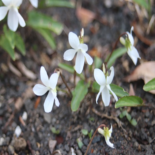 ニイジマスミレの花