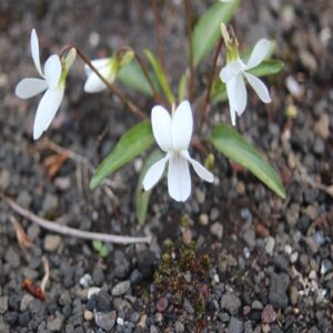 ニイジマスミレの花