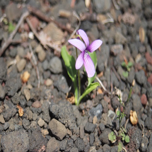 アツバスミレの花